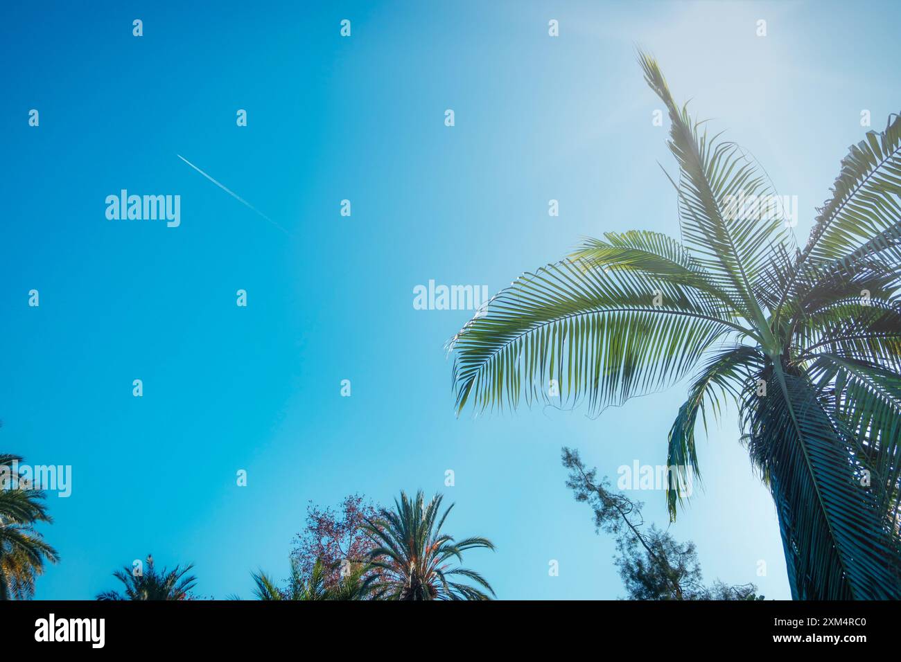 Ciel ensoleillé lumineux avec des palmiers silhouettes créant une ambiance tropicale. Traînée visible d'avion à haute altitude Banque D'Images Ciel ensoleillé lumineux avec des palmiers silhouettes créant une ambiance tropicale. Traînée visible d'avion à haute altitude Banque D'Images