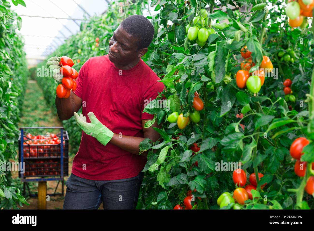 Travailleur agricole afro-américain qui récolte des tomates dans la serre Banque D'Images