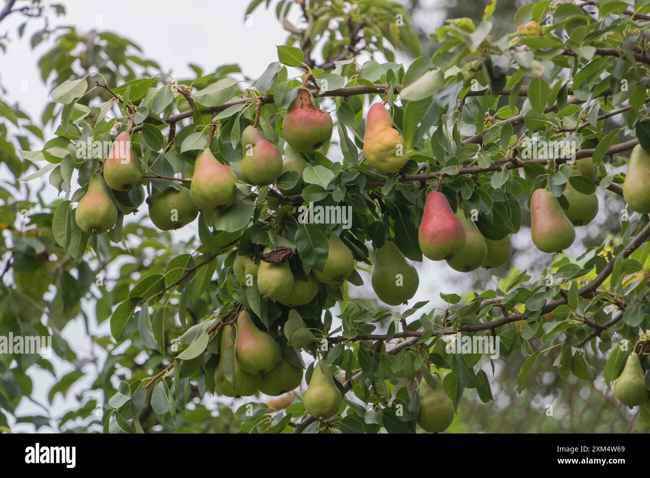 Un bouquet de poires dans l'arbre. Banque D'Images