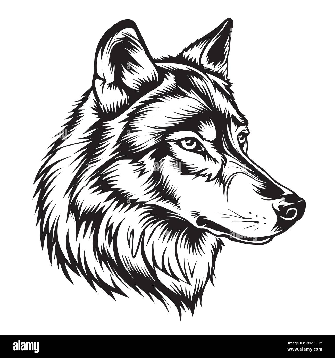 Portrait d'une tête de loup sur fond blanc. Illustration de Vecteur