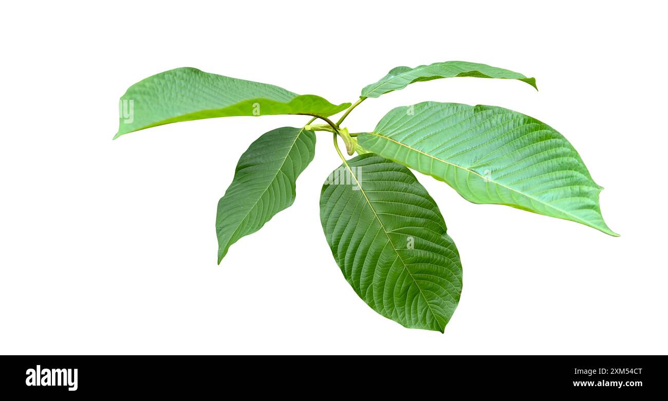 Image découpée de feuilles de Kratom ou Mitragyna speciosa Korth avec des chemins de détourage sur fond blanc. Idéal pour diverses utilisations de conception et éducatives. Banque D'Images