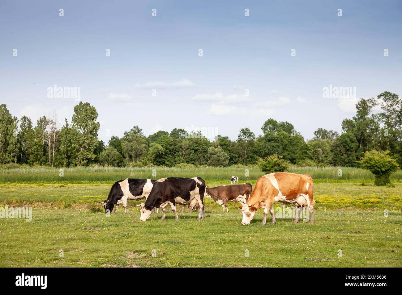 Photo de jeunes vaches holstein debout à Zasavica, en Serbie et en pâturage. Le frison Holstein est une race internationale ou un groupe de races de dair Banque D'Images