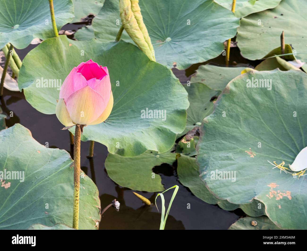 Lotus sacré, Nelumbo nucifera, au lever du soleil à Kampong Tralach, Cambodge. Banque D'Images Lotus sacré, Nelumbo nucifera, au lever du soleil à Kampong Tralach, Cambodge. Banque D'Images