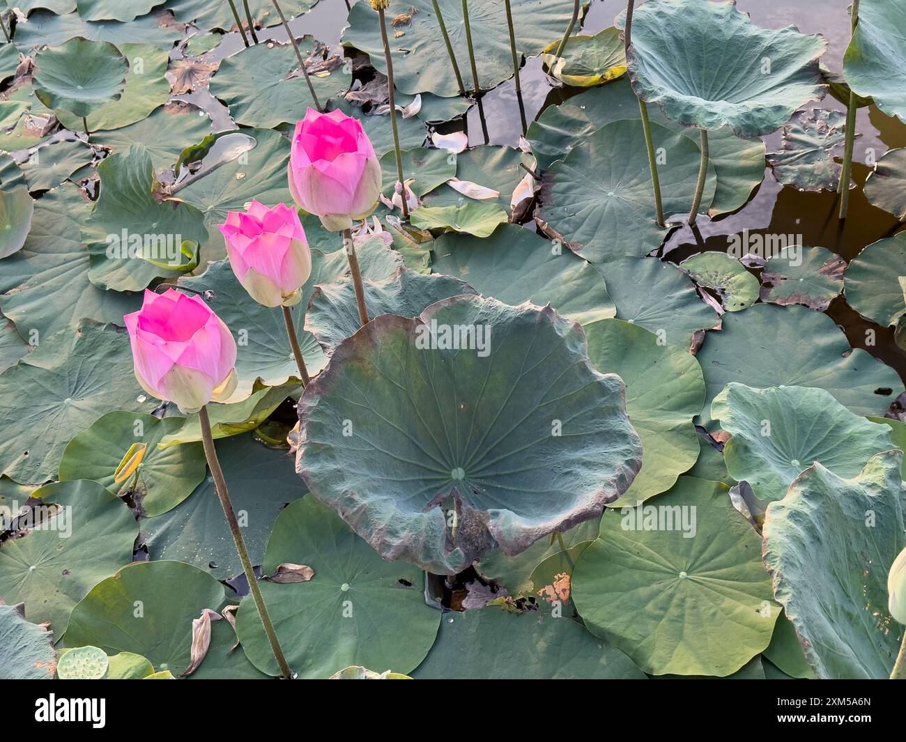 Lotus sacré, Nelumbo nucifera, au lever du soleil à Kampong Tralach, Cambodge. Banque D'Images Lotus sacré, Nelumbo nucifera, au lever du soleil à Kampong Tralach, Cambodge. Banque D'Images