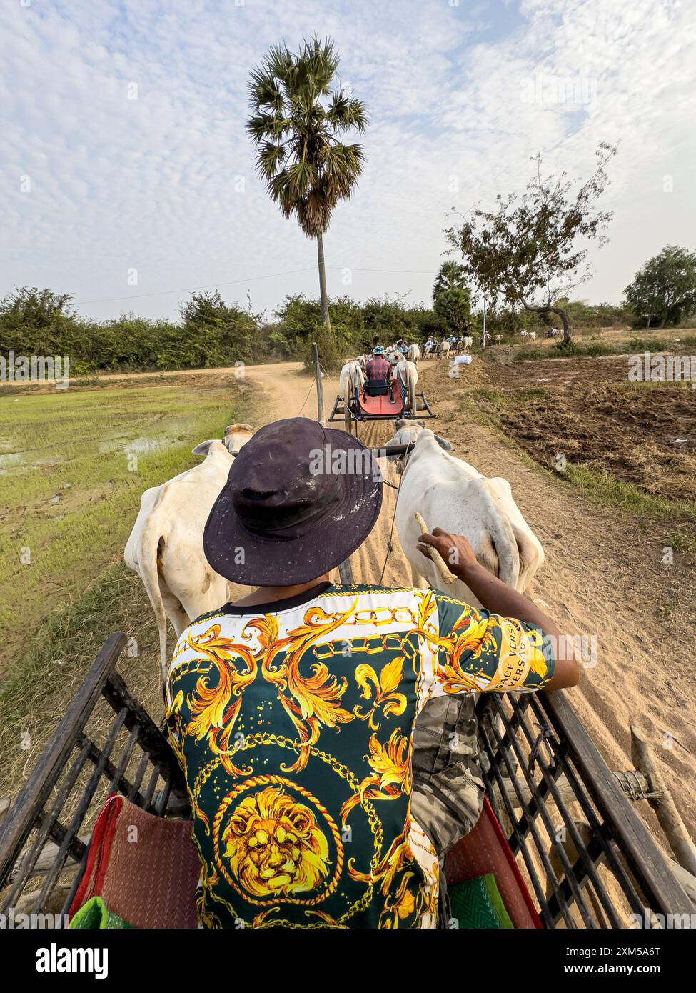 Chariots à bœufs traditionnels avec chauffeurs au lever du soleil à Kampong Tralach, Cambodge. Banque D'Images Chariots à bœufs traditionnels avec chauffeurs au lever du soleil à Kampong Tralach, Cambodge. Banque D'Images