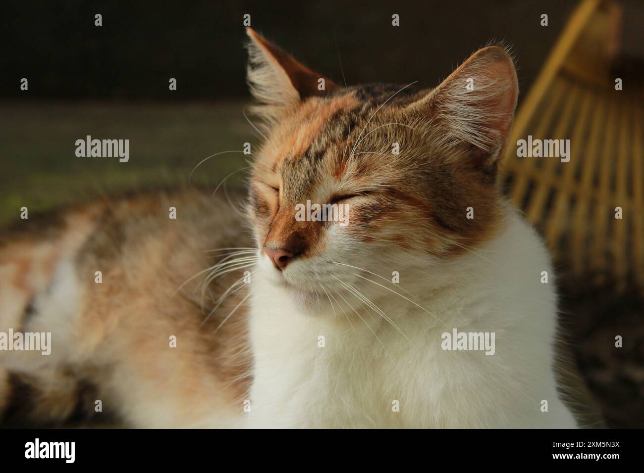 dans un coin ensoleillé, ce chat bénéficie d’un repos bien mérité, les yeux fermés et une expression paisible qui reflète son bonheur intérieur Banque D'Images