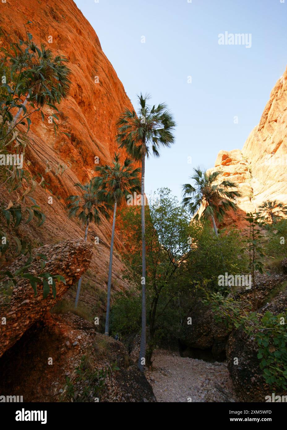 Palmiers Livistona entre les falaises rouges de la gorge Mini Palms dans la chaîne des Bungle Bungle (Purnululu), Australie occidentale Banque D'Images