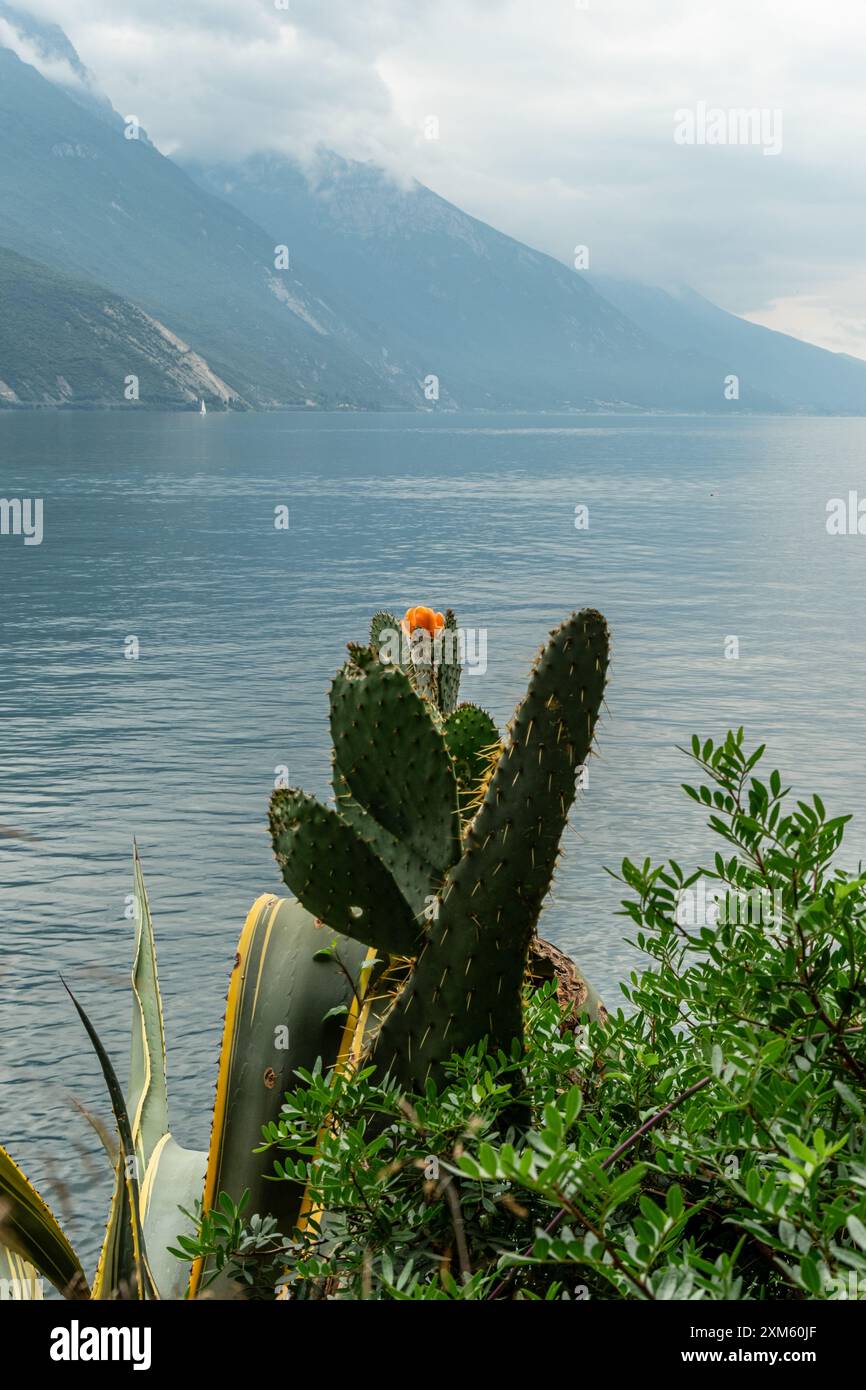 La vue enchanteresse sur le Lago di Garda est magnifiquement rehaussée par un délicat rideau de fleurs, mêlant splendeur de la nature et charme floral. Banque D'Images