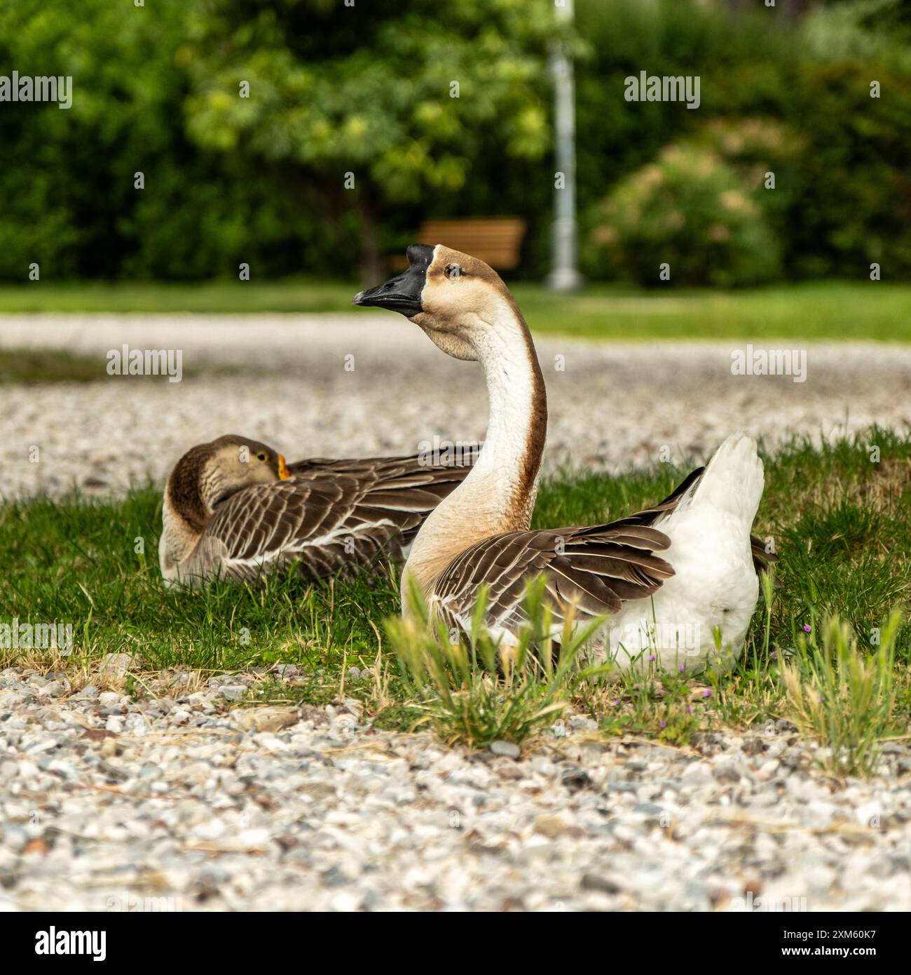 Deux oies sereines trouvent un moment de tranquillité sur les rives douces du Lago di Garda, profitant d'une pause reposante au milieu de la beauté pittoresque du lac. Banque D'Images
