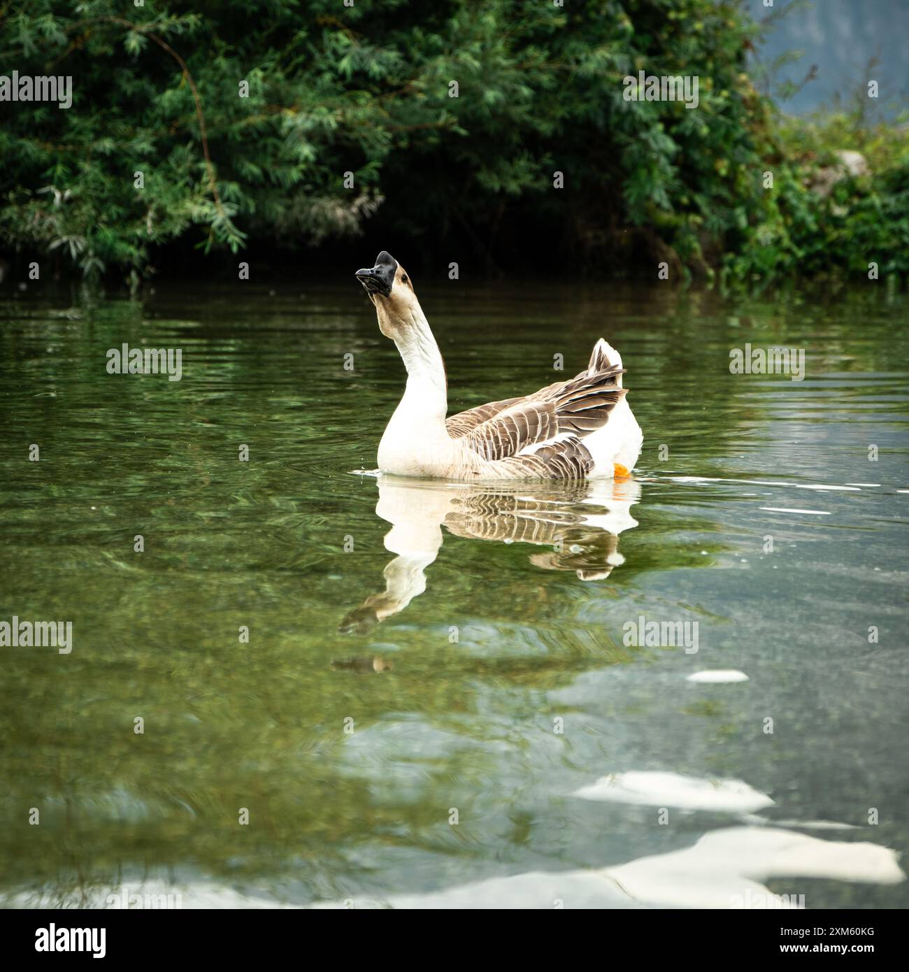 Une oie solitaire glisse sereinement à travers les eaux claires de la rivière Sarca à Riva del Garda, ajoutant une touche d'élégance à la scène tranquille au bord de la rivière Banque D'Images