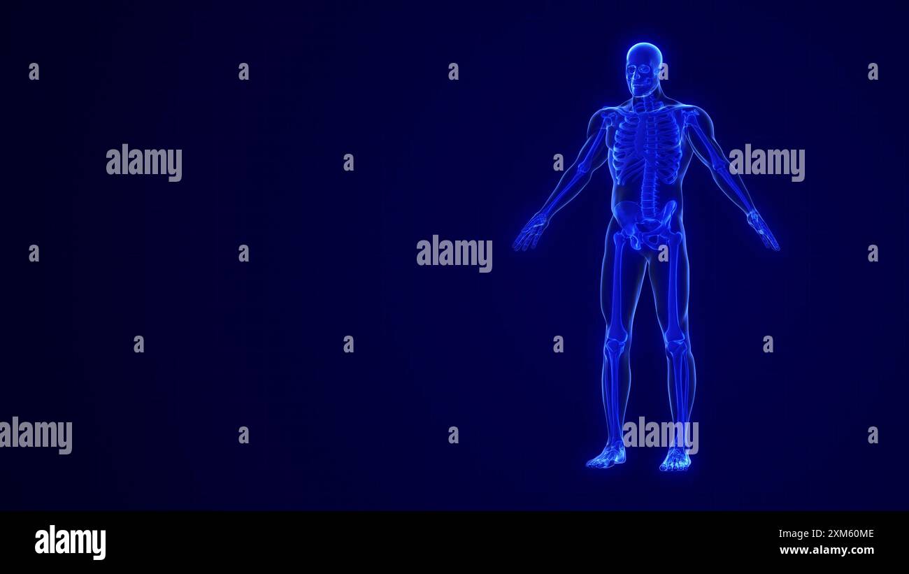 Corps humain avec os squelette anatomique Banque D'Images