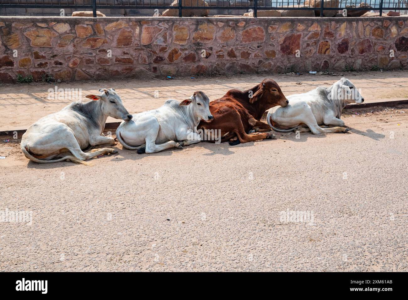 Vaches saintes dans la rue au Rajasthan, Inde Banque D'Images