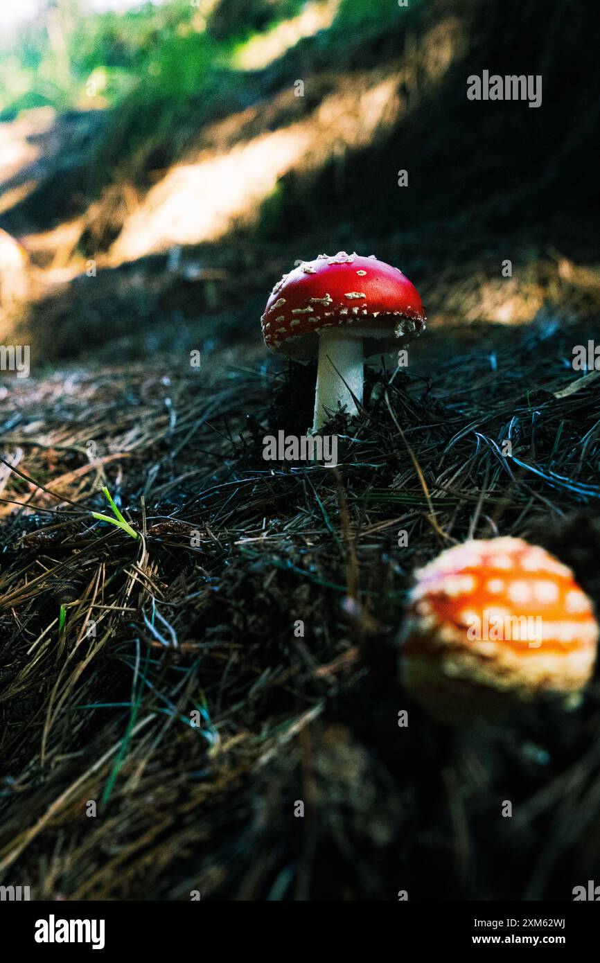 L'allure du champignon agarique à la mouche Banque D'Images