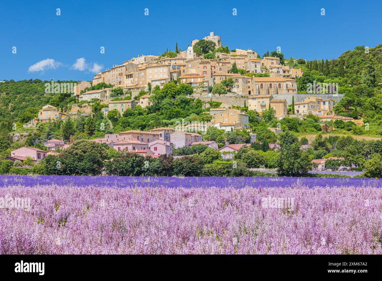 Fin juin, la lavande est en fleurs et le paysage devient bleu-violet à Simiane-la-Rotonde, un village surélevé entouré d’oliveraies Banque D'Images