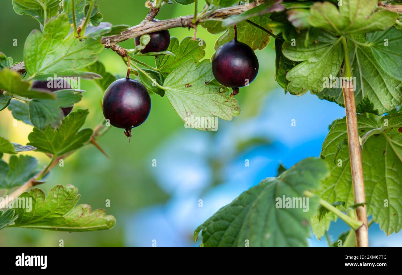 Black Velvet Gooseberry - nouvel hybride entre Black Currant et Gooseberry, appelé 'Jostaberry' Banque D'Images