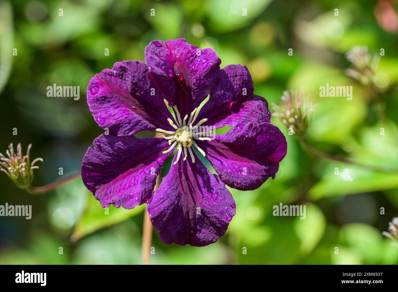 Une riche floraison violette royale, Clematis, Warszawska Nike, en pleine floraison, vue de derrière Banque D'Images