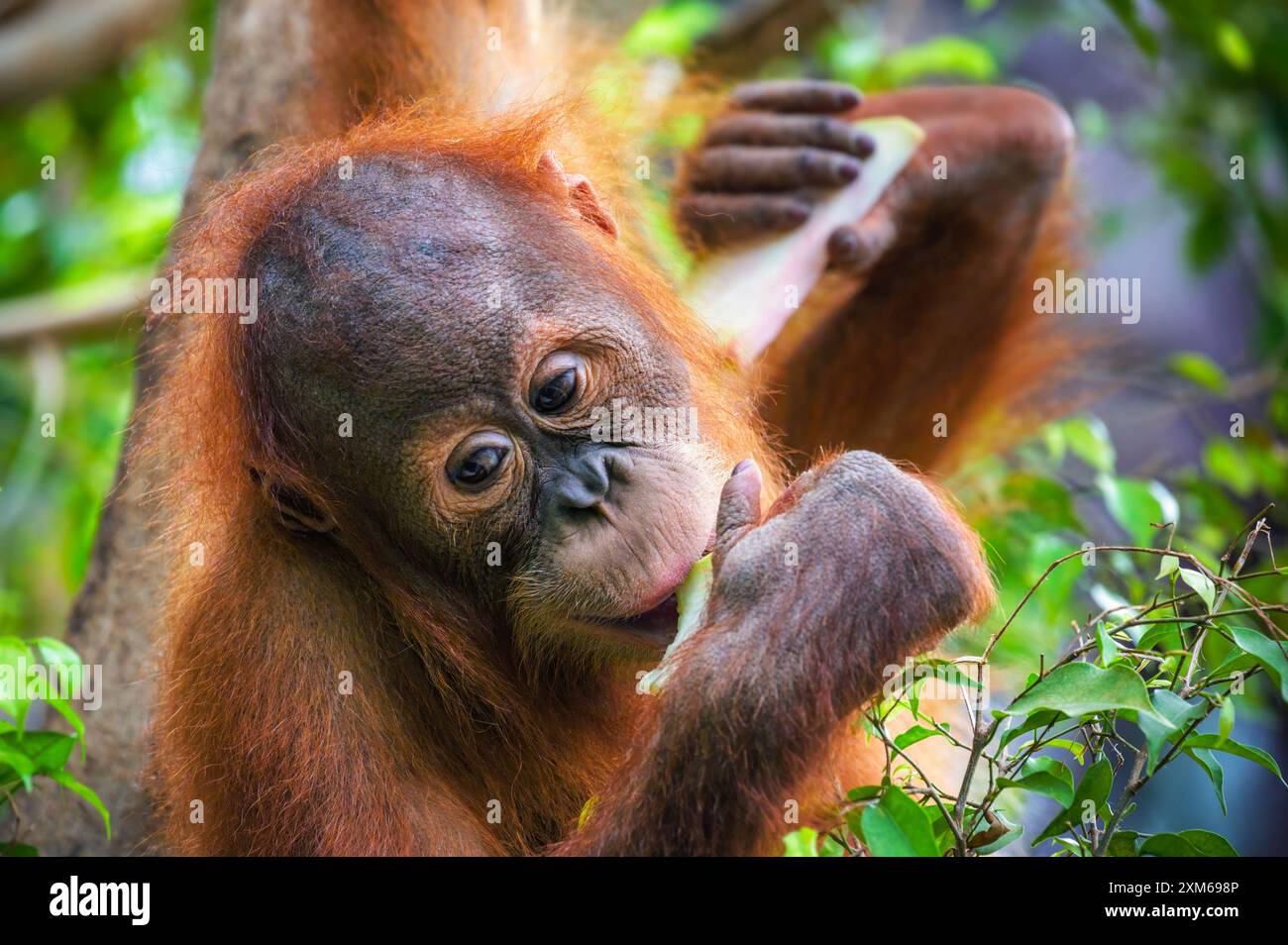 Jeune orang-outan mangeant une tranche de fruit dans un environnement verdoyant Banque D'Images Jeune orang-outan mangeant une tranche de fruit dans un environnement verdoyant Banque D'Images
