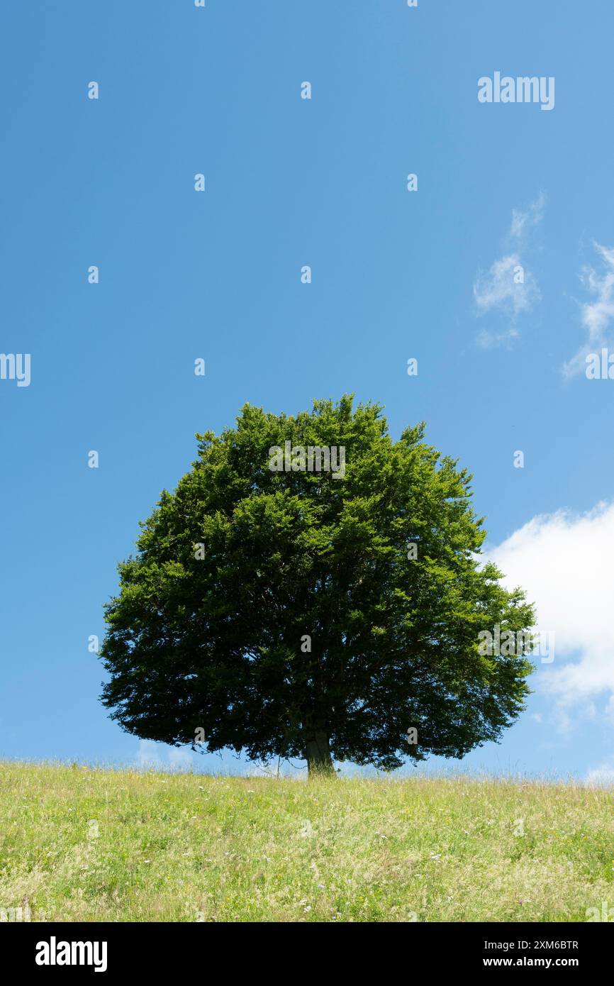 Un chêne à feuilles caduques seul, grand, se dresse haut sur une colline herbeuse, ses feuilles vertes contrastant avec le ciel bleu vif au-dessus. Des nuages blancs et moelleux flottent Banque D'Images