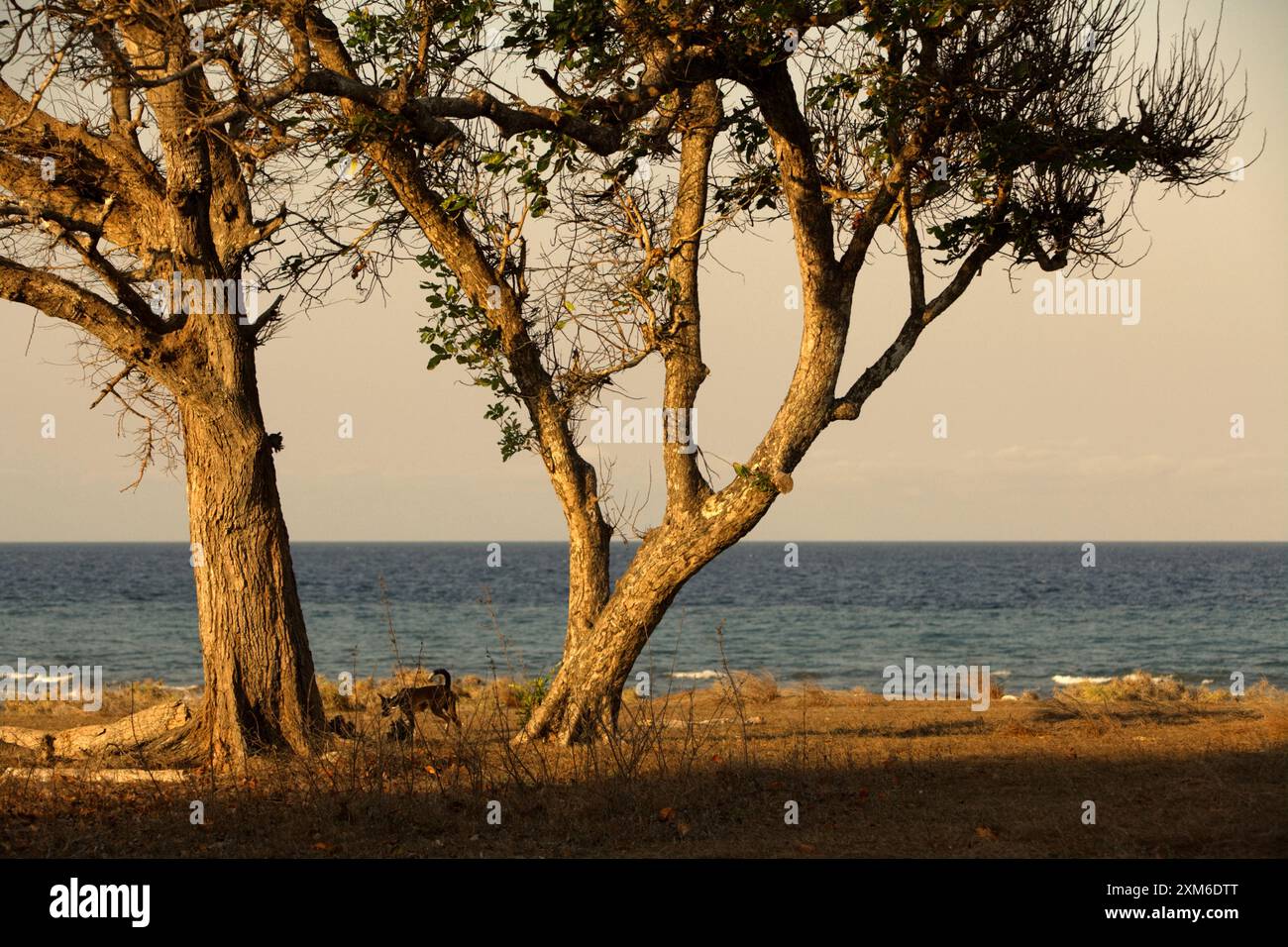 Grand arbre sur les prairies côtières dans un fond de plage de Londa Lima sur une journée lumineuse pendant la saison sèche à Kanatang, Sumba est, Nusa Tenggara est, Ind Banque D'Images