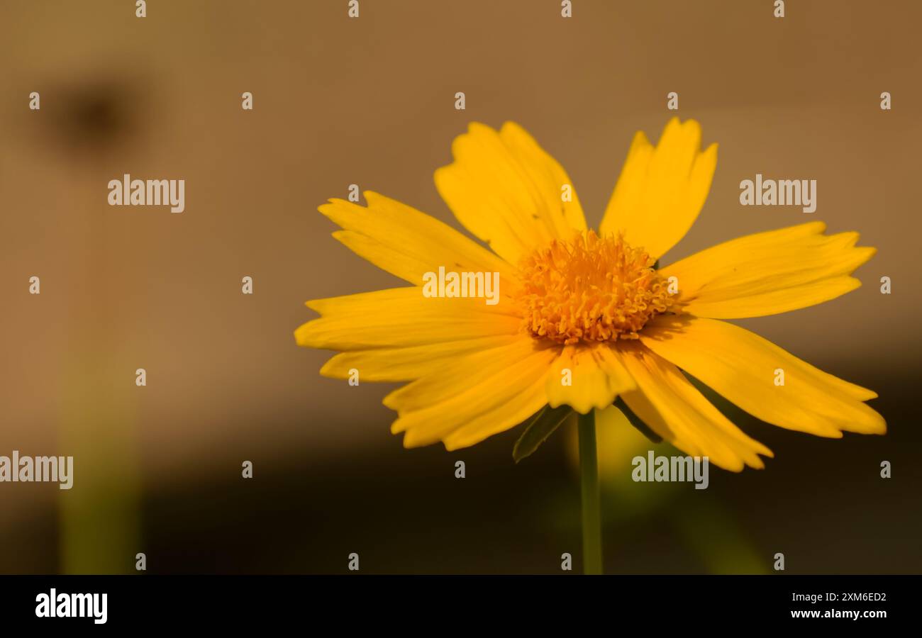 Coreopsis lanceleaf (Coreopsis lanceolata) (Coreopsis lanceolata) exotique en fleurs. Banque D'Images