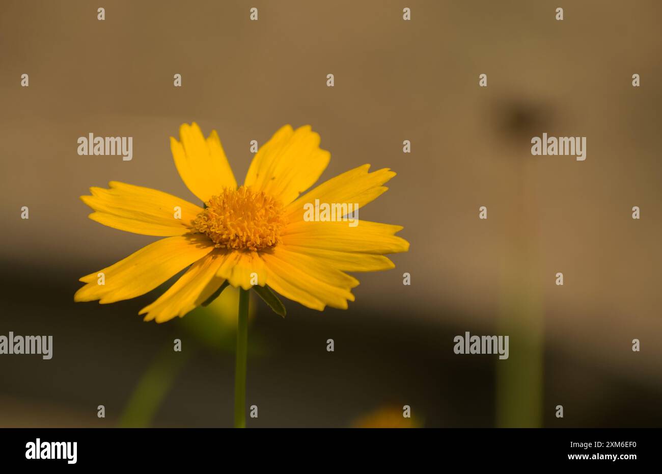 Coreopsis lanceleaf (Coreopsis lanceolata) (Coreopsis lanceolata) exotique en fleurs. Banque D'Images