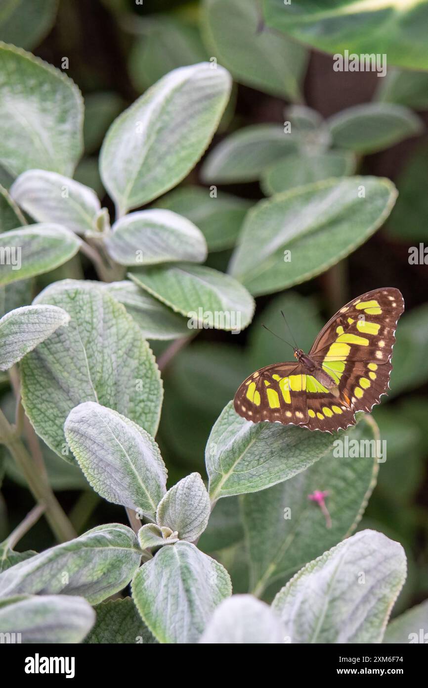 Papillon vert et brun reposant sur des feuilles vertes floues Banque D'Images