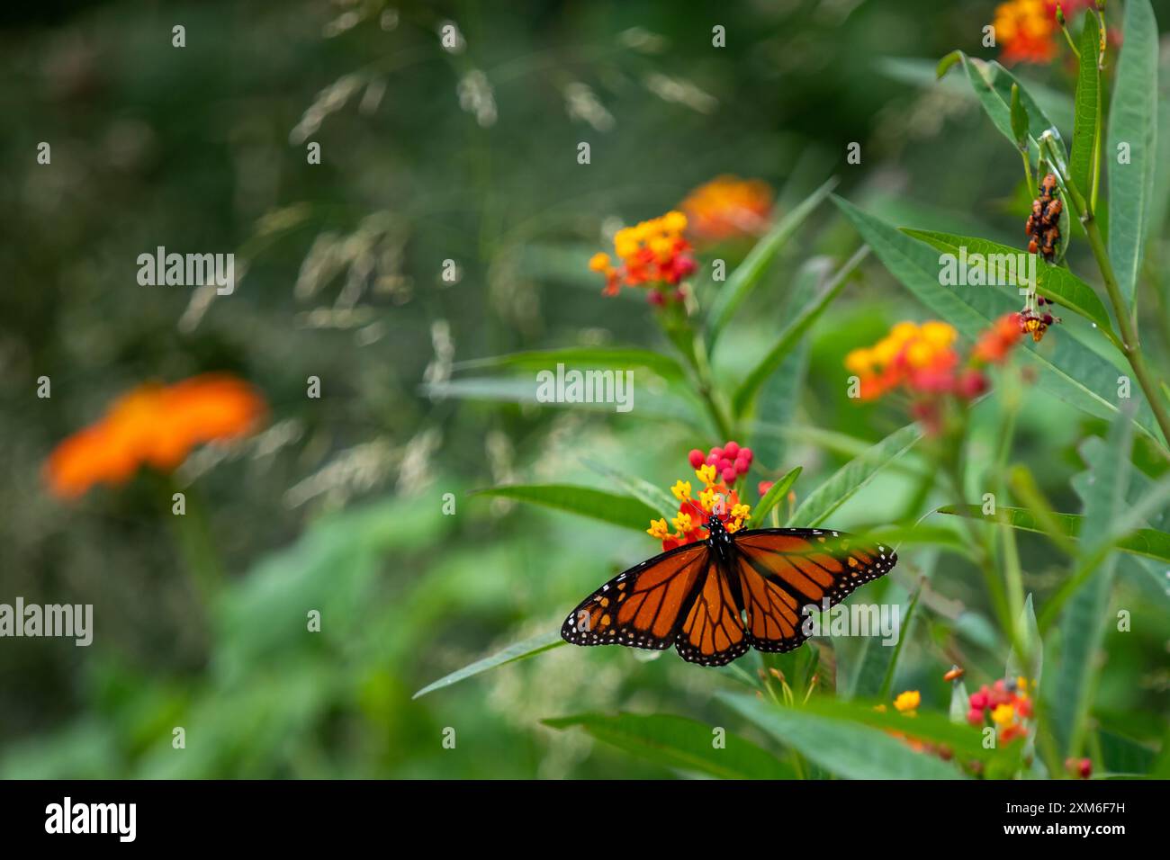Papillon monarque sur fleurs orange vif et jaune Banque D'Images