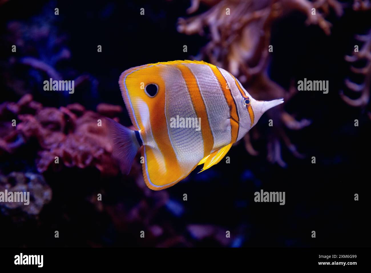 Poissons tropicaux jaunes et blancs rayés nageant près d'un récif corallien Banque D'Images