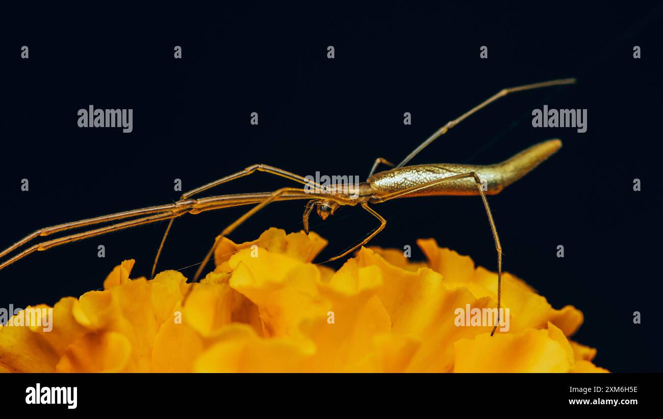 Araignée jaune à longues pattes, araignée Tetragnatha montana sur fleur jaune. Banque D'Images