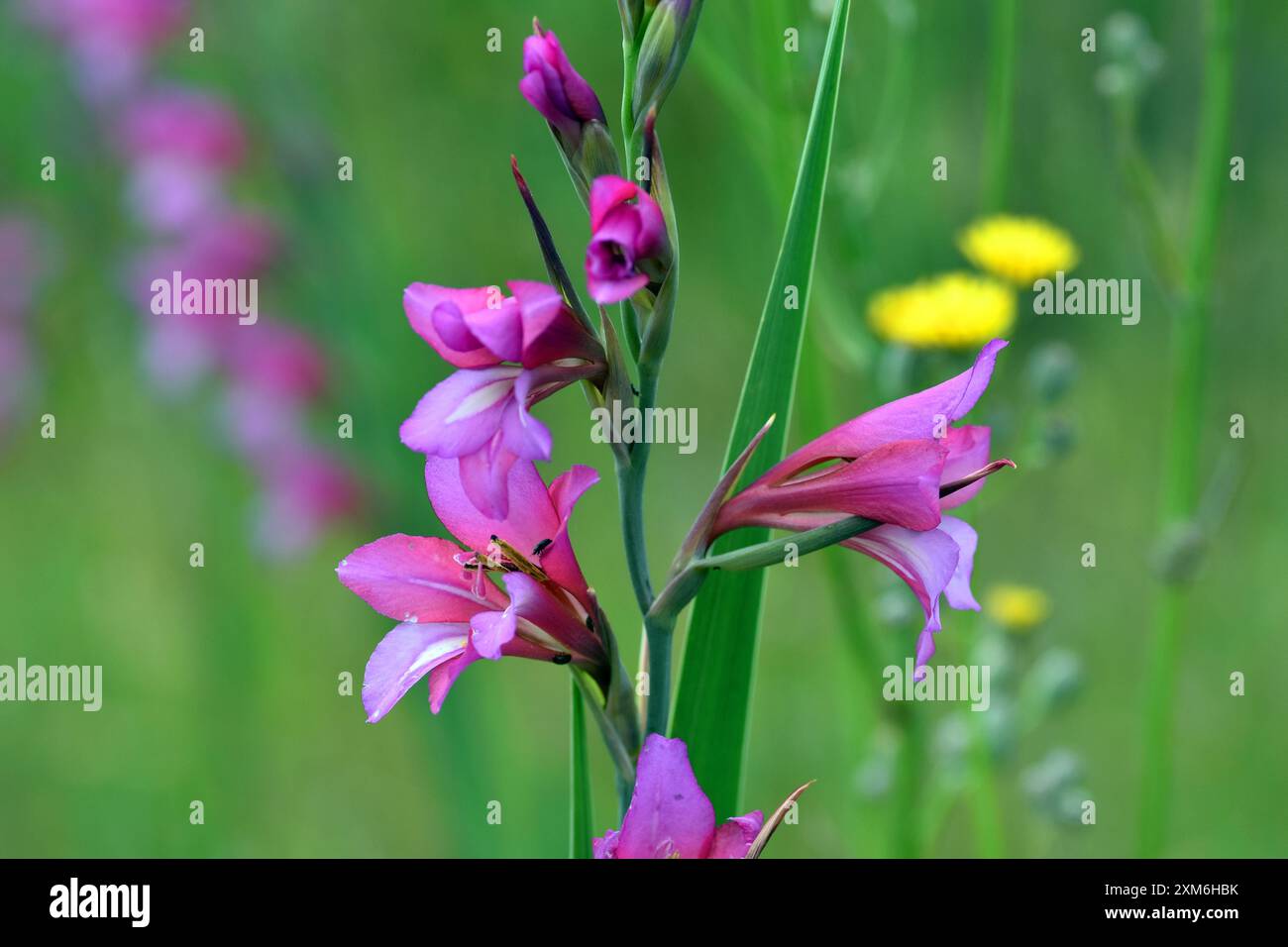 Fleurs roses du glaïeule sauvage (Gladiolus illyricus) Banque D'Images