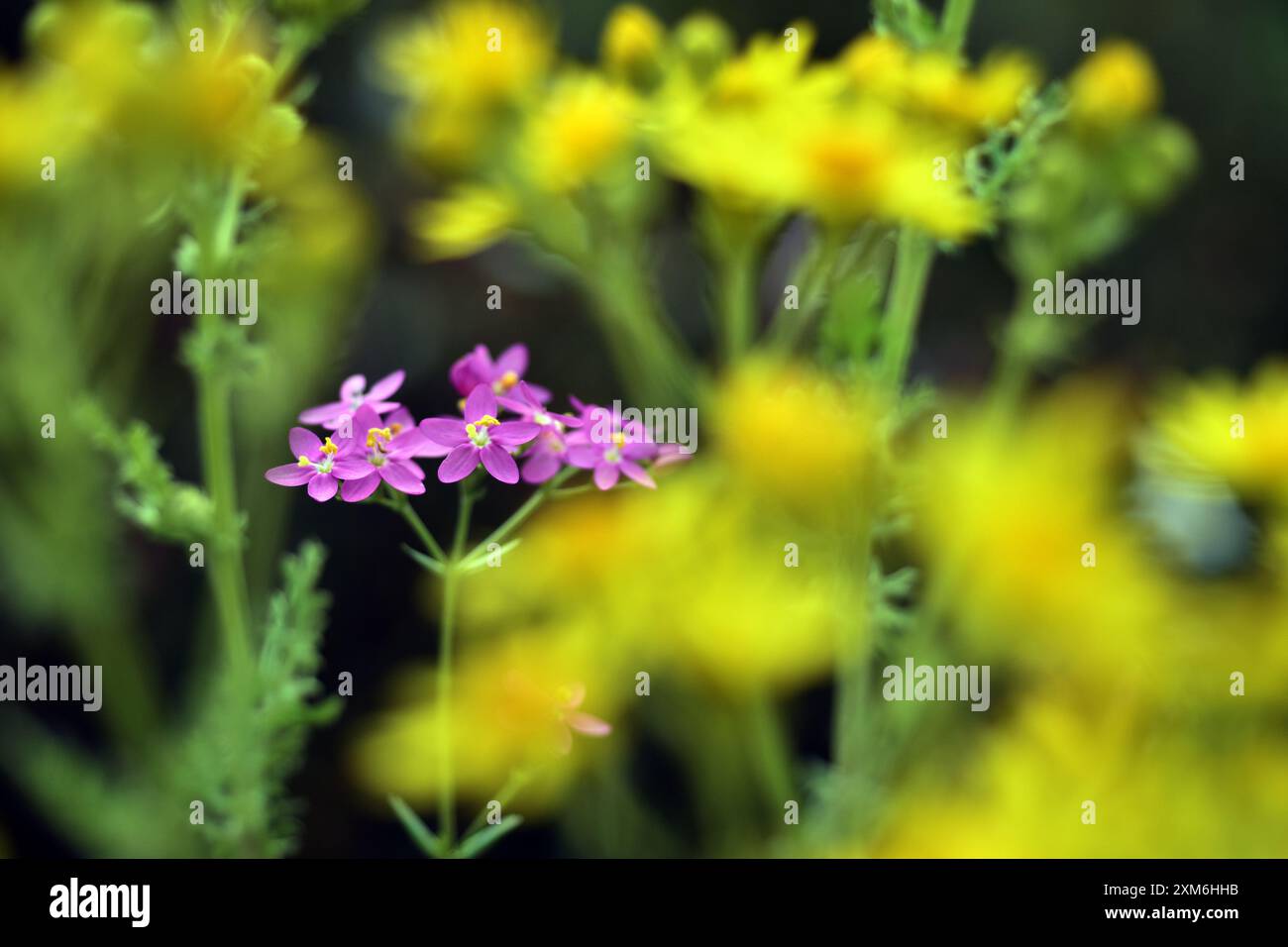 Fleurs roses du centaury européen (Centaurium erythraea) Banque D'Images