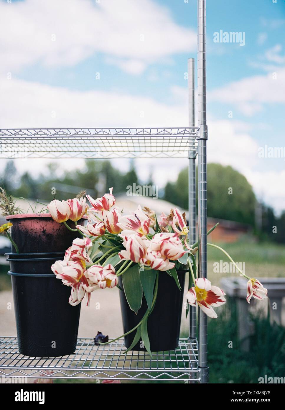 Pots de tulipes roses et blanches sur une étagère en métal contre un ciel bleu Banque D'Images