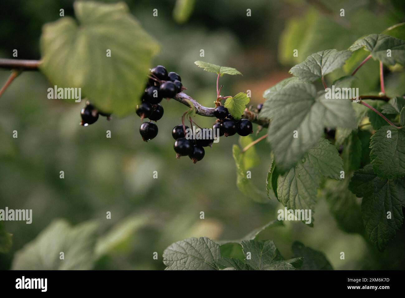 Cassis en lumière douce dans les détails Banque D'Images