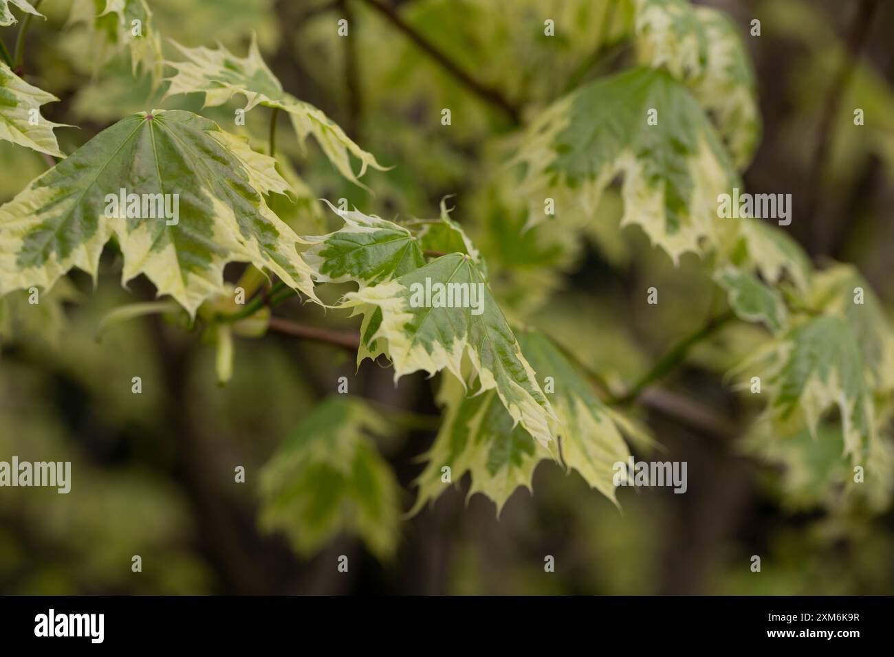 Feuillage vert et blanc de la Norvège érable 'Dummondii' - Acer platanoides Variegata. Gros plan des feuilles d'érable Banque D'Images