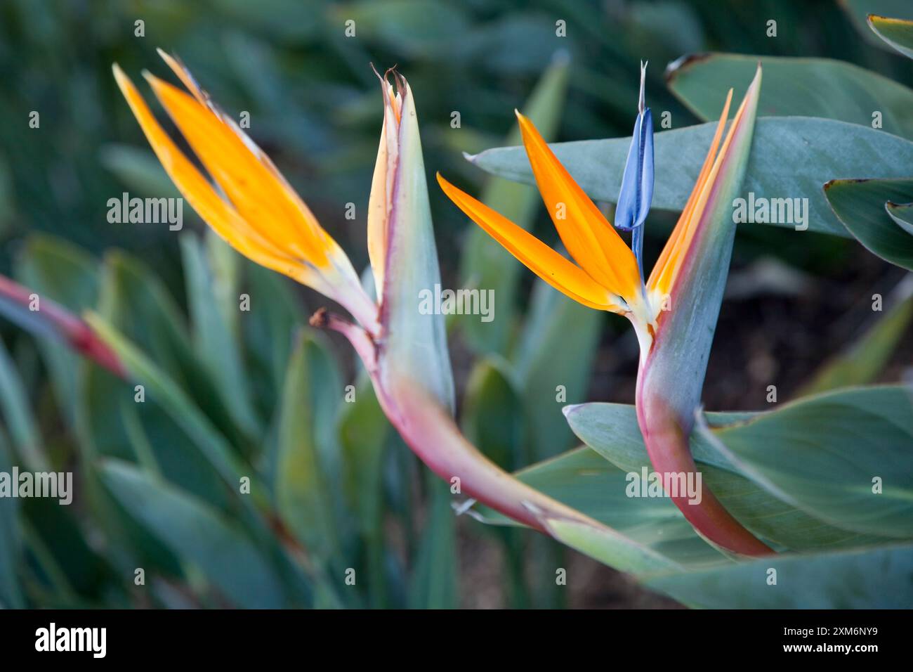 Oiseau coloré de la plante de paradis Banque D'Images