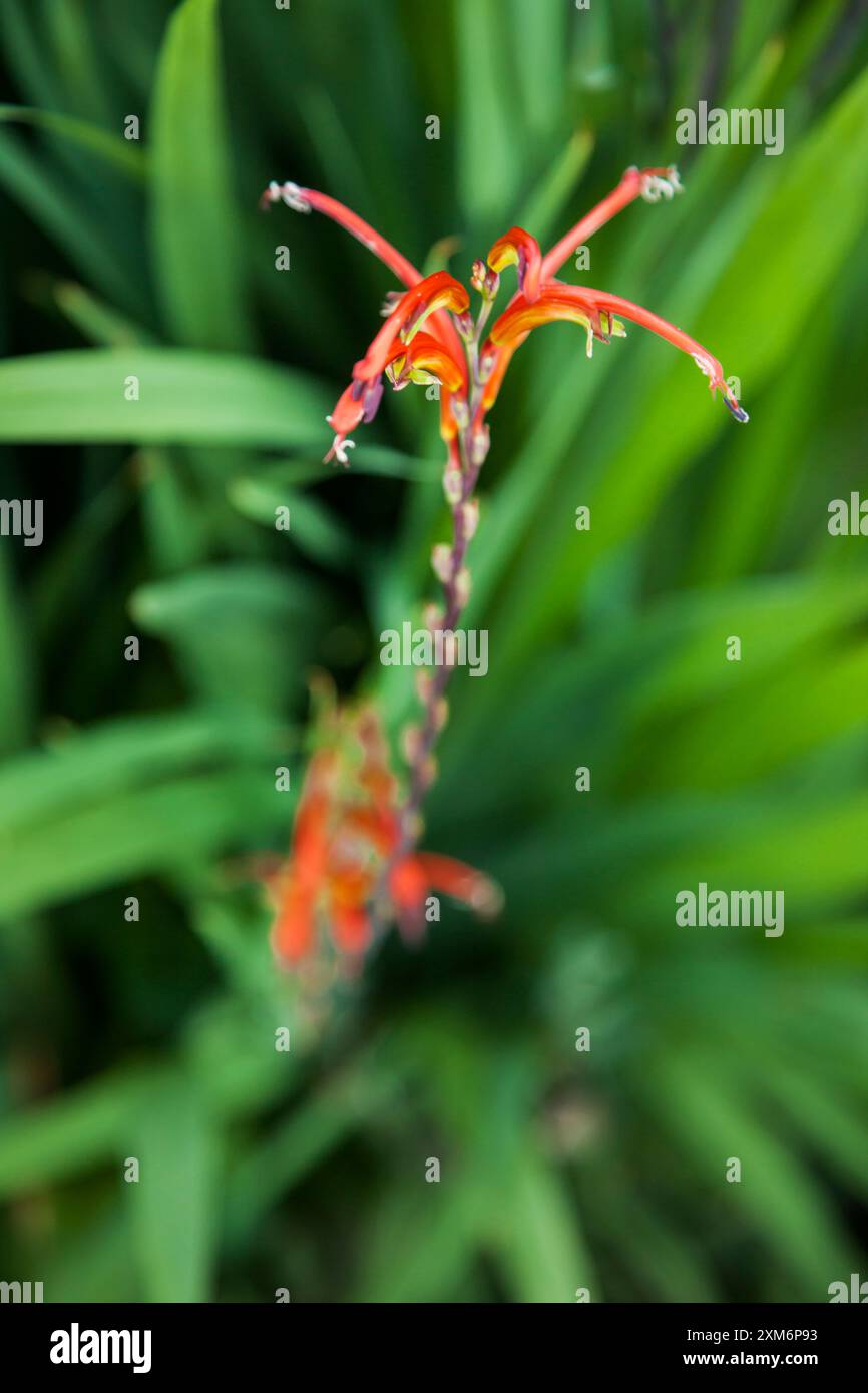 Plan abstrait d'une fleur d'un chasmanthe floribunda Banque D'Images