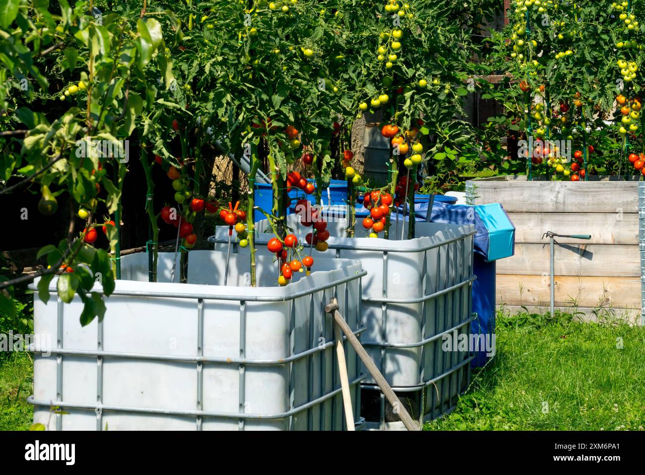 Tomates poussant dans d'anciens réservoirs d'eau Banque D'Images