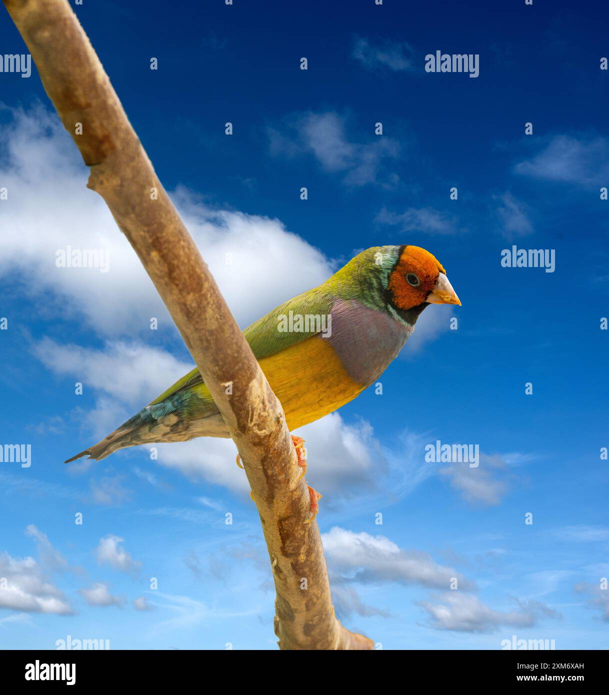 Un Finch Gouldien (Erythrura gouldiae ou Chloebia gouldiae) Est un oiseau de passereau coloré originaire d'Australie Banque D'Images