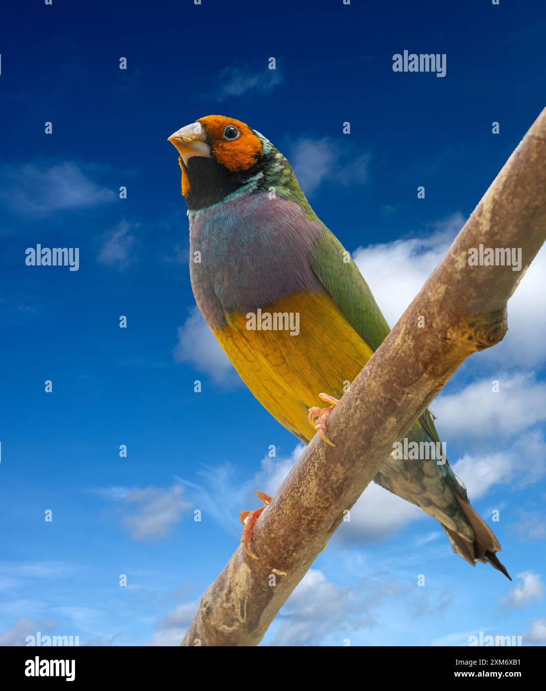 Un Finch Gouldien (Erythrura gouldiae ou Chloebia gouldiae) Est un oiseau de passereau coloré originaire d'Australie Banque D'Images