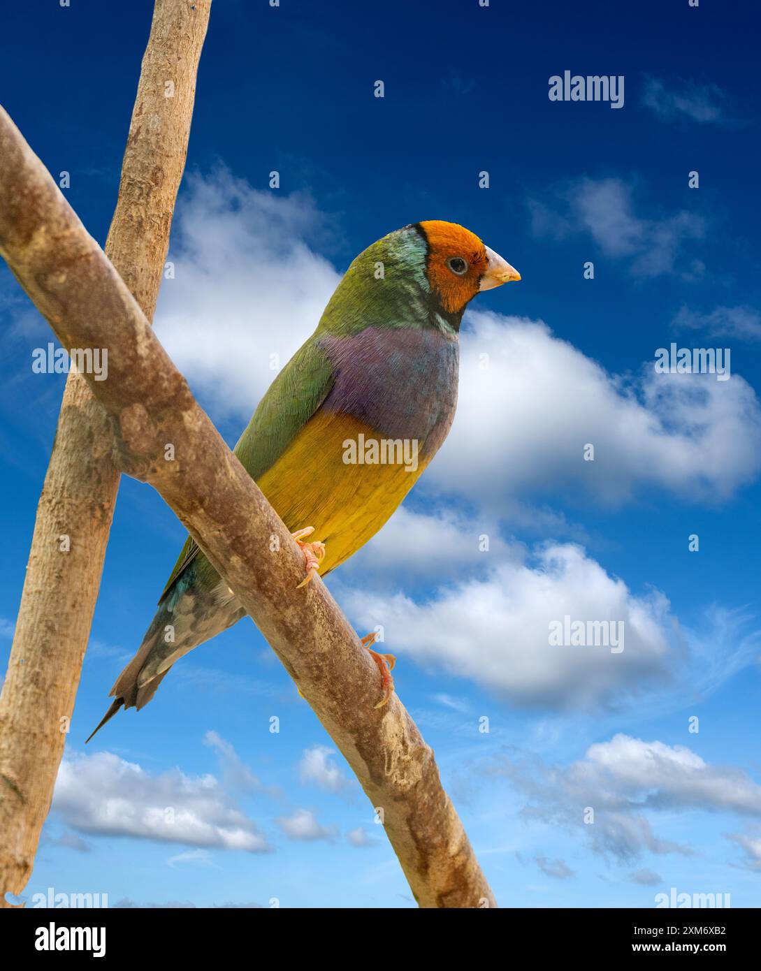 Un Finch Gouldien (Erythrura gouldiae ou Chloebia gouldiae) Est un oiseau de passereau coloré originaire d'Australie Banque D'Images