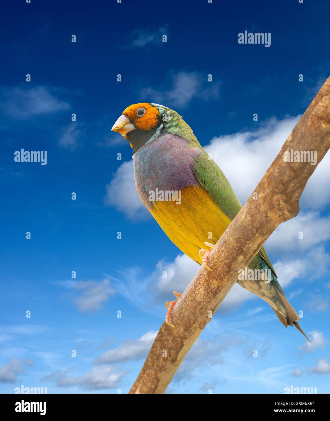 Un Finch Gouldien (Erythrura gouldiae ou Chloebia gouldiae) Est un oiseau de passereau coloré originaire d'Australie Banque D'Images