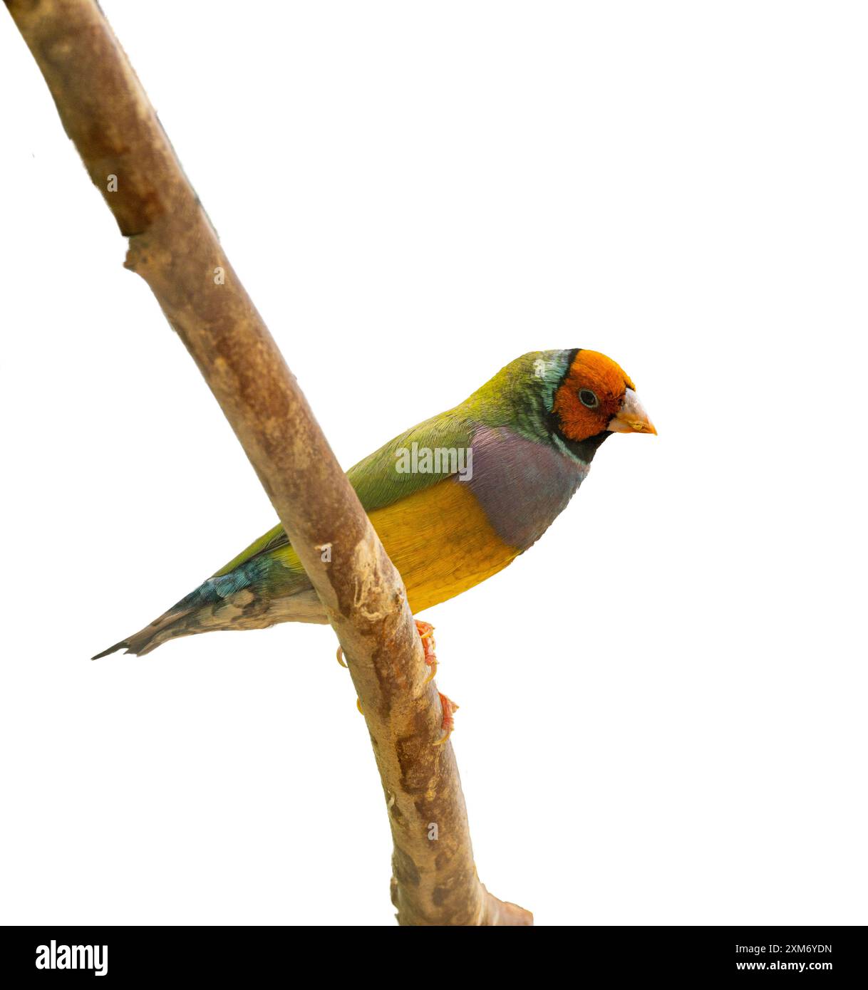 Un Finch gouldien isolé (Erythrura gouldiae ou Chloebia gouldiae) est un passereau coloré originaire d'Australie Banque D'Images