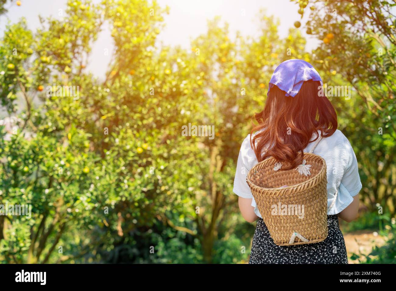 travailleur de vue arrière dans la ferme orange. les ruraux qui travaillent récoltent dans l'agriculture fruitière biologique. Banque D'Images