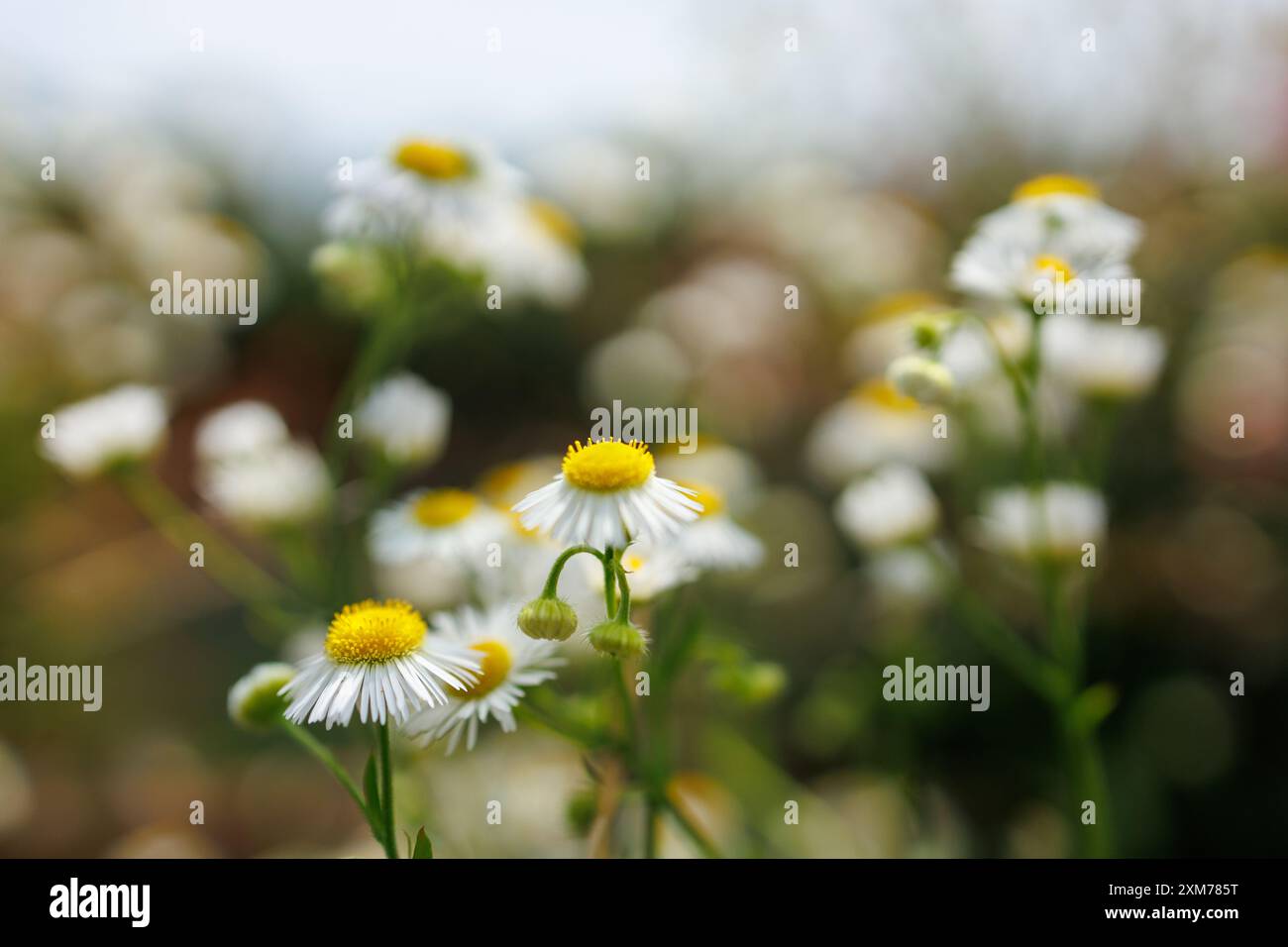 Fleurs circulaires blanches et jaunes serrées contre la verdure Banque D'Images