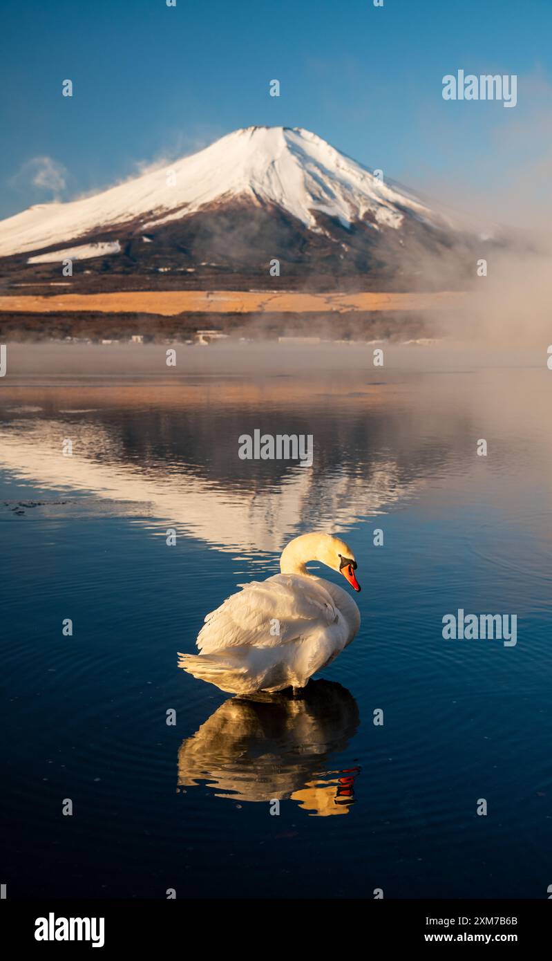 Cygne blanc avec le Mont Fuji, le lac Yamanaka à Yamanashi, Japon Banque D'Images