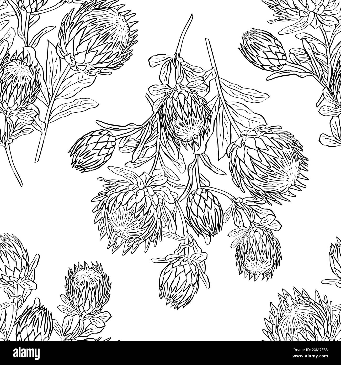 Motif sans couture noir et blanc avec des fleurs protea art au trait Illustration de Vecteur