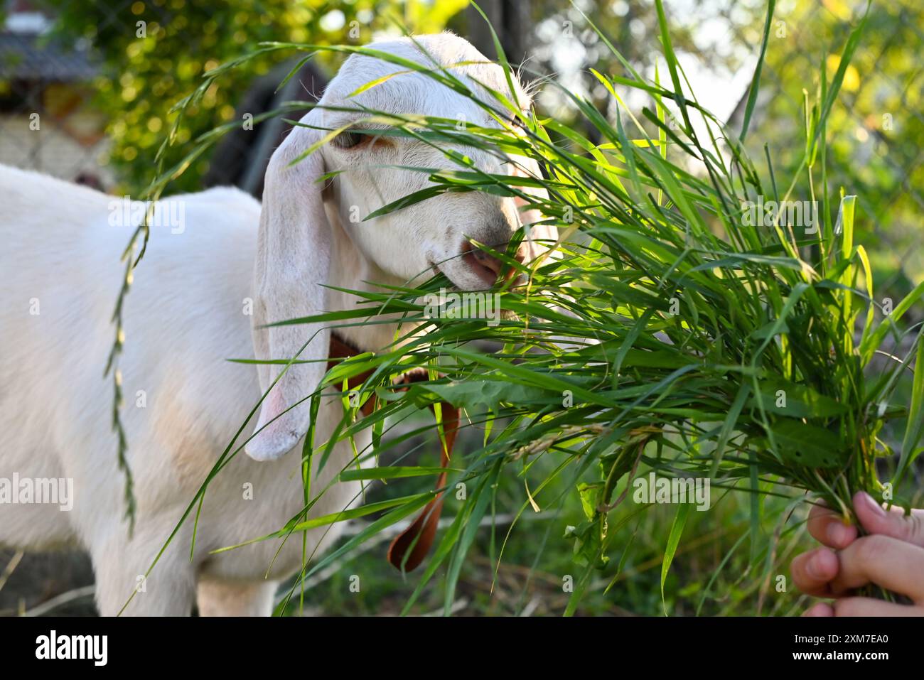 homme nourrissant la chèvre avec de l'herbe Banque D'Images