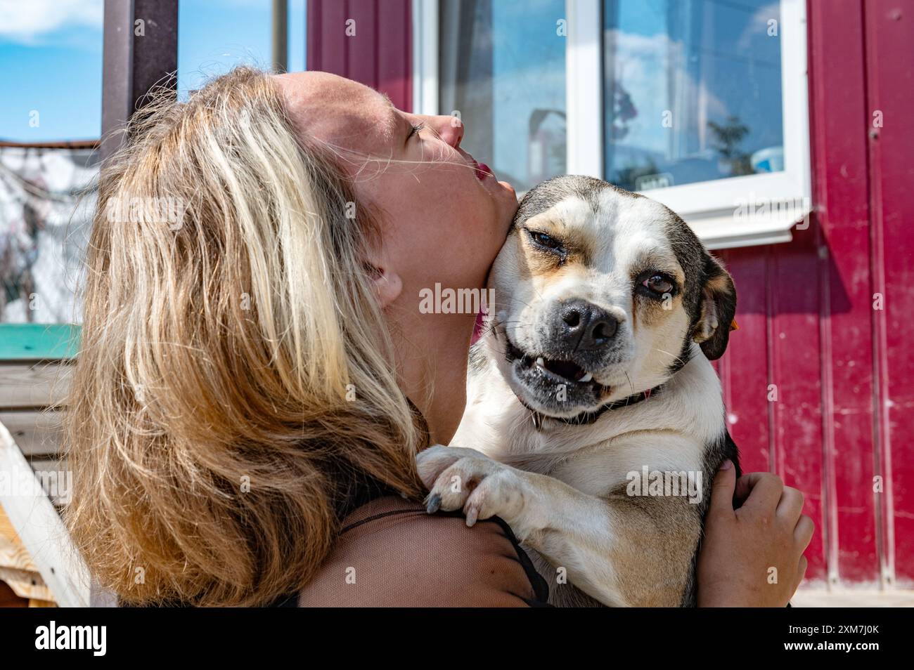 Chien à l'abri. Bénévole de refuge pour animaux prend soin des chiens. Chien solitaire avec femme joyeuse bénévole. Banque D'Images