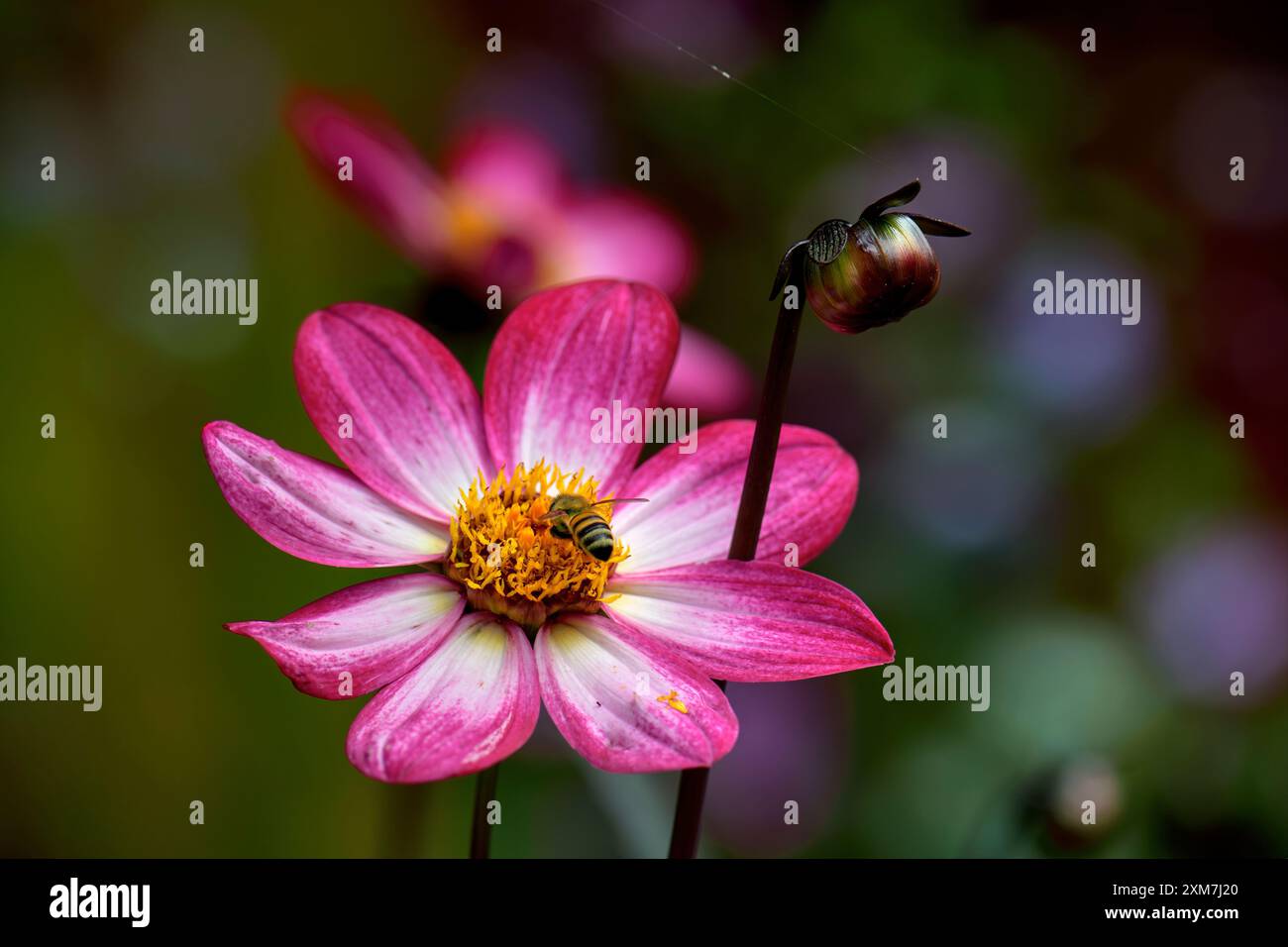 Fleur de dahlia, variété Dahlia Dahlegria Magenta Bicolour, avec abeille de miel se nourrissant de pollen et bourgeon de dahlia sur la tige Banque D'Images