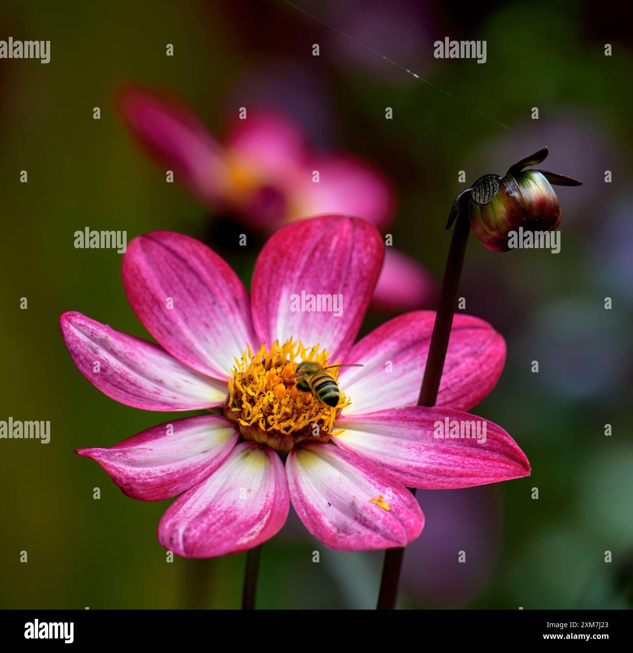Fleur de dahlia, variété Dahlia Dahlegria Magenta Bicolour, avec abeille de miel se nourrissant de pollen et bourgeon de dahlia sur la tige Banque D'Images